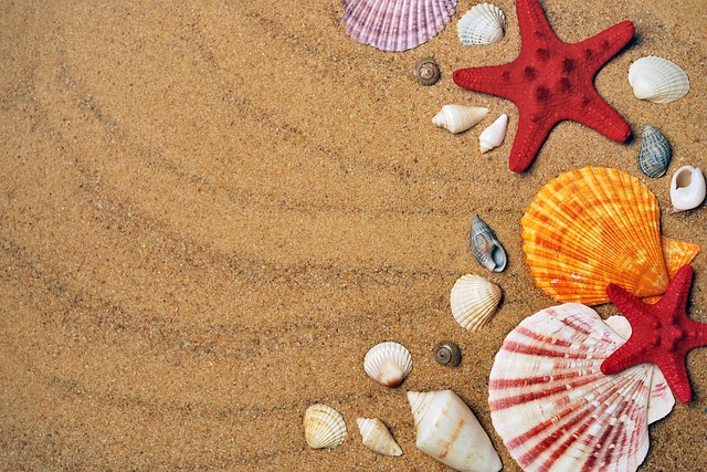 Seashells as Symbols of Resilience and Adaptation: Lessons from the Coast