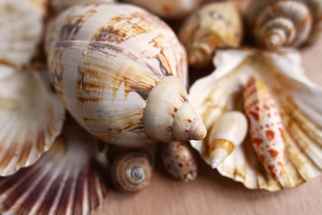 Exploring the Diversity of Seashells: A World at Your Feet