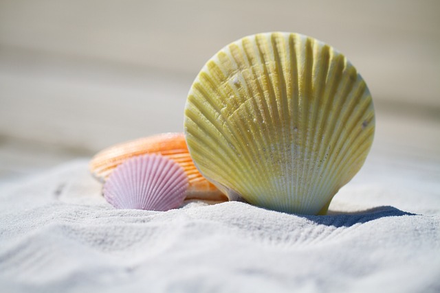 Uncovering the Stories Within Seashells: The Secrets They Hold