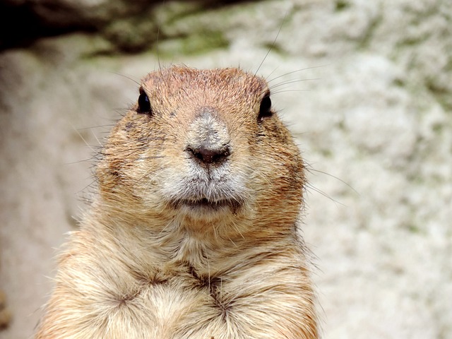Groundhog Day Writing Prompts: Predict Creative Stories 6 4. From Shadowy Anticipation to Untold Adventures: Unveiling Groundhog Day's Writing Potential