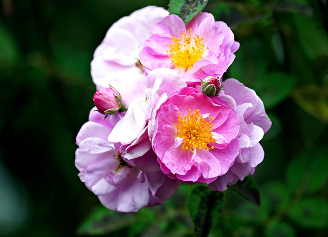 The significance of Rosa Parks in civil ​rights history