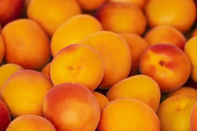- Tips for Using Apricots Canva Font in Your Design Projects